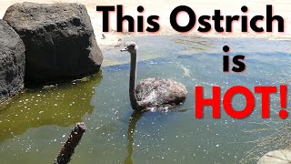 Ever seen an Ostrich take a bath? How about 3 of them?