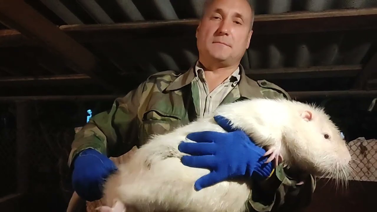 Вес племенных самочек, зелённая люцерна!!!