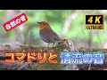 小川のせせらぎとコマドリの声｜疲れた心を癒す自然映像 小川の音とコマドリの鳴き声　自然の音と映像で日常の疲れを癒しましょう