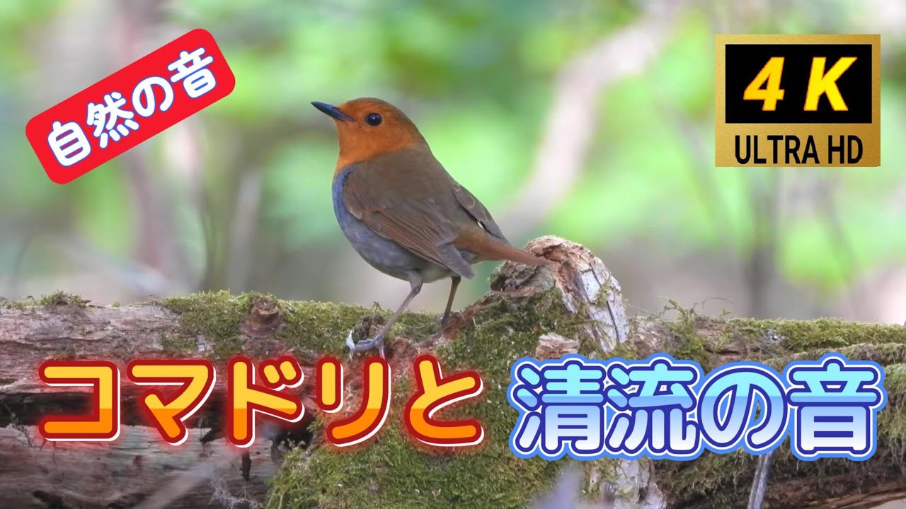 小川のせせらぎとコマドリの声｜疲れた心を癒す自然映像 小川の音とコマドリの鳴き声　自然の音と映像で日常の疲れを癒しましょう