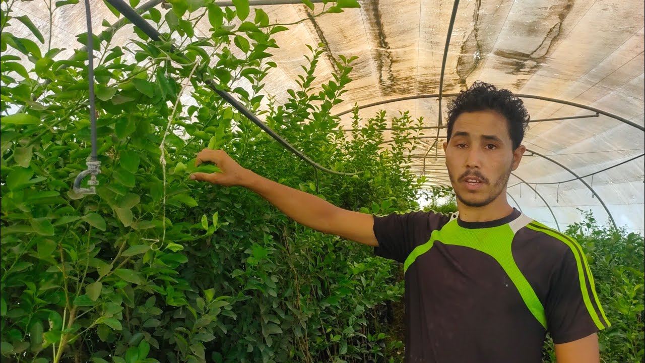 مشاتل الفل والياسمين والريحان ...قرية « بتبس» بمركز شبين الكوم...جميع الشتلات هاتف +20 100 102 4183