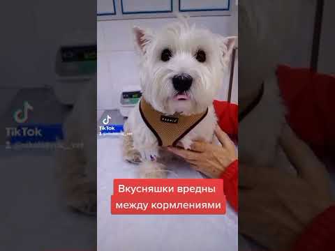 вкусняшки вредны между  кормлениями
