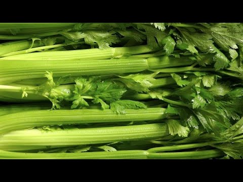 Video: Informace o hnilobě řapíkatého celeru – Rozpoznání a léčba hniloby řapíkatého celeru