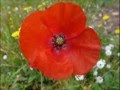 Comme un ptit coquelicot  leila bekhti