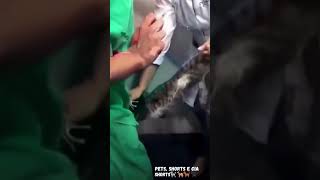 Gato Bravo No Veterinrio No Quer Tomar Injeo angry Cat Doesnt Want To Take Injection shorts