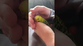 Wellensittiche 🥰🥹