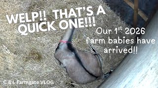 FINALLY!! Our 1st babies of 2026! 🐐 🐑 Farm life VLOG! #farming #goat #sheepfarming #farmlife #farm