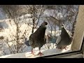 Народные приметы про голубей