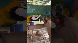 Macaw Blue Gold Hậu Bị 2025