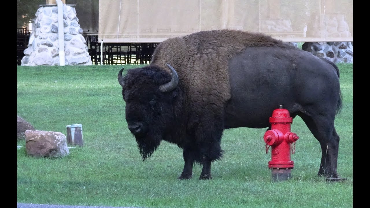 Creekside Lodge Custer State Park, South Dakota