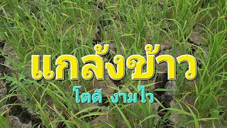 ทำนา แกล้งข้าว  ให้โตไว  มีหลายวิธี