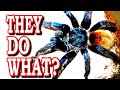 5 things about tarantulas you need to know