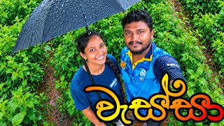 නියගෙ ඉවරයී 😍 Now it Started Raining #villagelife #village #raining #lifestyle 