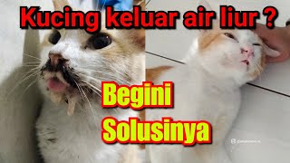 Kucing tidak mau makan dan keluar air liur bau  Begini Cara mengobati kucing tidak mau makan