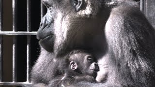 ママのお乳を吸う赤ちゃんとママを襲うゲンタロウ【京都市動物園】