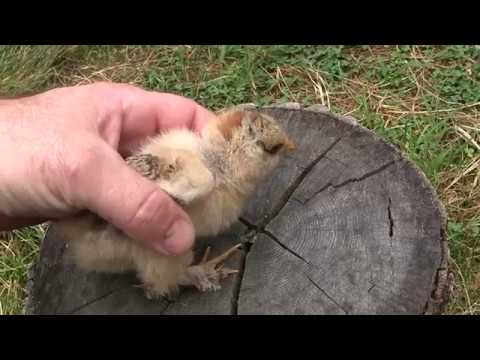 ამ ვიდეოს შინაარს კარგად დააკვირდით, მეორე არხზე კი მერე საინტერესო ვიდეოს მოვყვები რელიგიაზე.