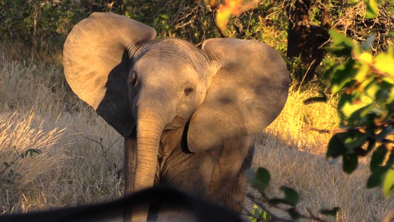 Baby Elephant Mock Charges a Vehicle in the Kruger YouTube