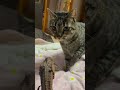 ママだと思ったら恐竜だった時の猫
