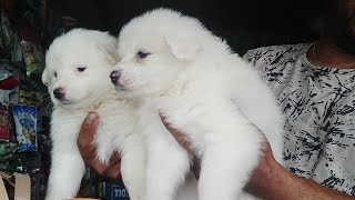 Japanese Spitz puppy price in Nepal 2022, Short detail about Spitz Dog, Full White Dog Price 2022.