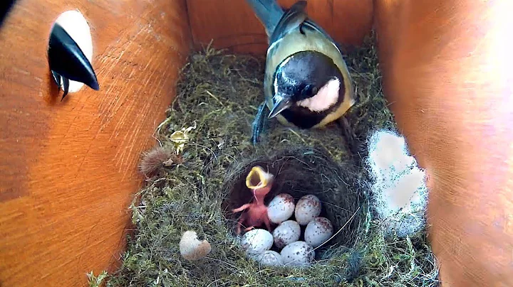 De nyfödda små fåglarna utsattes för angrepp av en predator!
