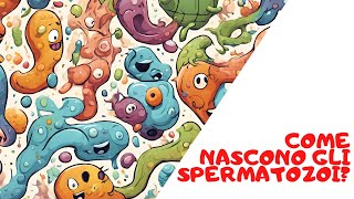 Come nascono gli spermatozoi? Spermatogenesi