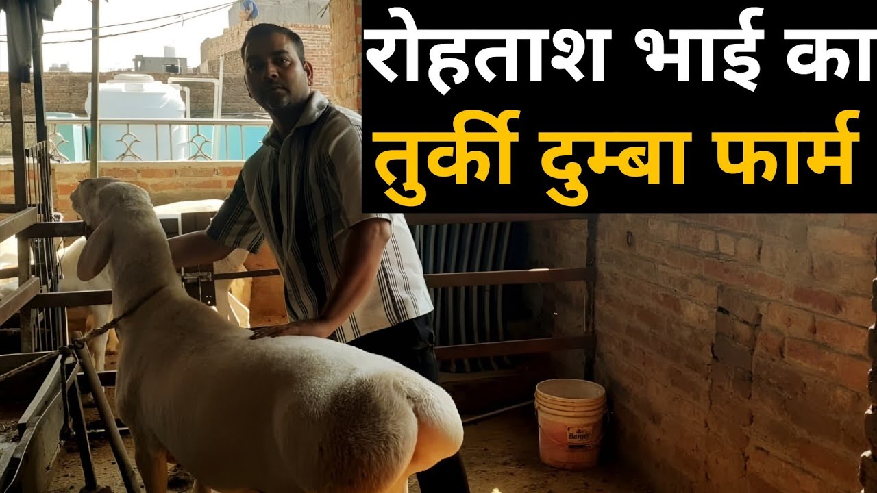 रोहताश भाई का तुर्की दुम्बा फार्म | Turkey Dumba farm | Dumba Goat | Dumba Farm in india