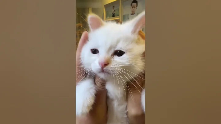 Video 9883291: kitty catlover cutecat funnycats, pet catlover cutecat kitty, cats cutecats kitty catlover, kitten kitty cutecat catlover, catlover funny kitty cutecat, kitty catlover cute funnycats, cutest kitty