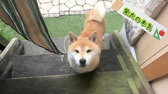 柴犬の本気 Youtube