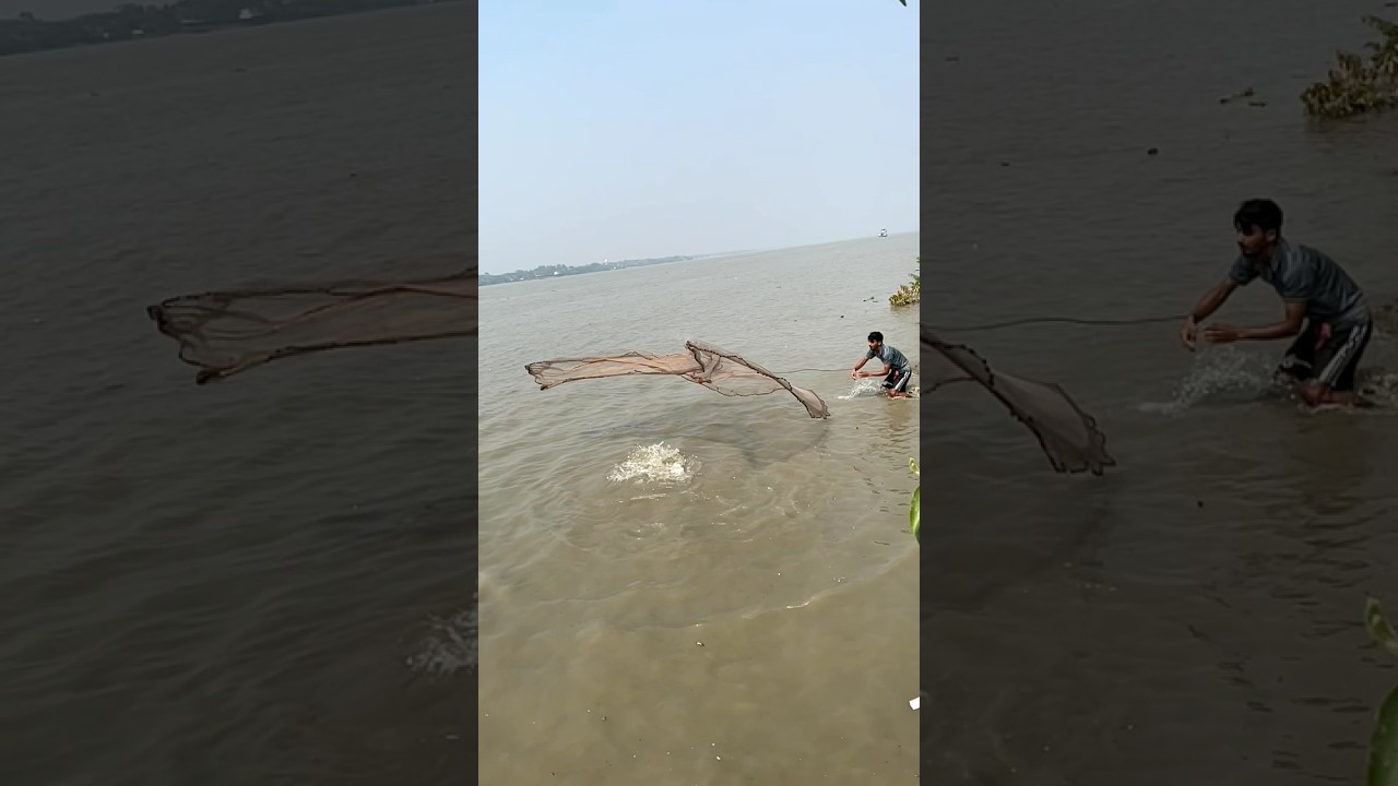 amazingly biggest fish catching of the day by castnet 