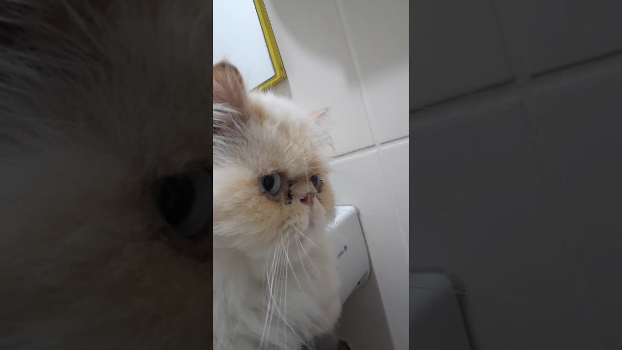 Gato ñato tira cosas - YouTube