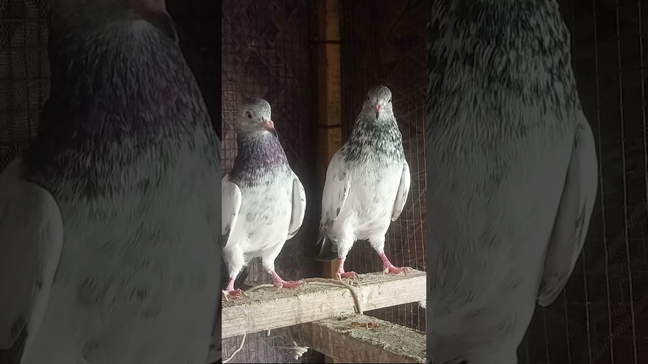 Ustad Imam Din Kabotar 