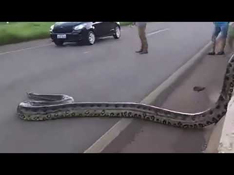 Snake stops Traffic on busy road but will she get run over