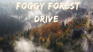 Mourning Dove Calls & Rainstorms: 1- Hour Immersive Drive Through a Rainy and Foggy Forest