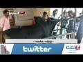 ஜல்லிக்கட்டு காளைகளுக்கு மருத்துவ பரிசோதனை