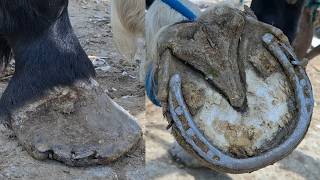 EXTREME HOOF RESTORATION: SAVING THE WARRIOR WITH 4 ROTTEN HOOVES! | FARRIER ASMR