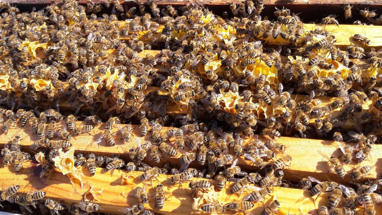 kovan aktarma işleminde dikkat edilecek hususlar nelerdir #arıkovanı