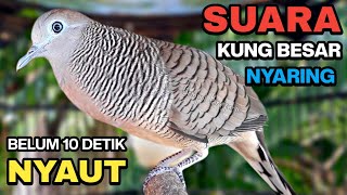 Perkutut Lokal Gacor Suara Kung Besar Pancingan Burung Perkutut Agar Bunyi.