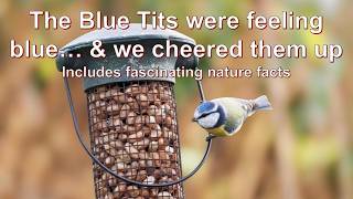 Episode 19: BLUE TITS Facts 🐦 | Clever Garden Birds + Acoustic Cover of “Under the Ivy” (Kate Bush)