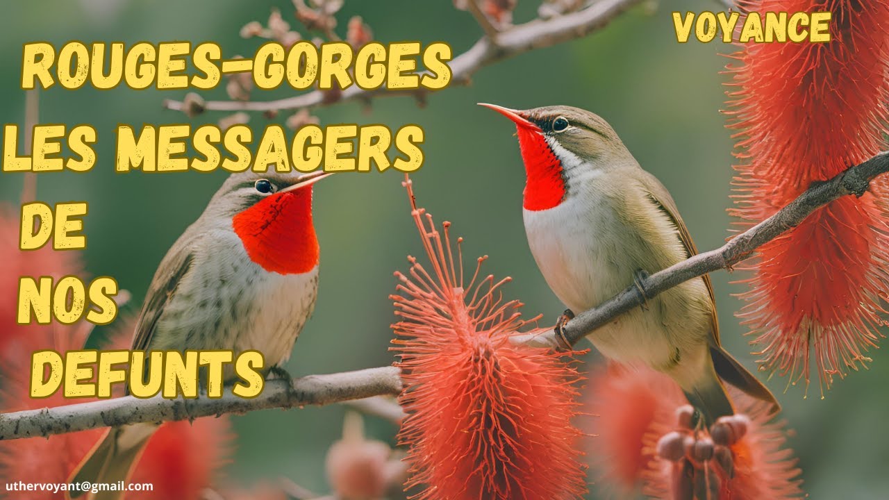 Les rouges gorges sont les messagers de nos défunts - YouTube