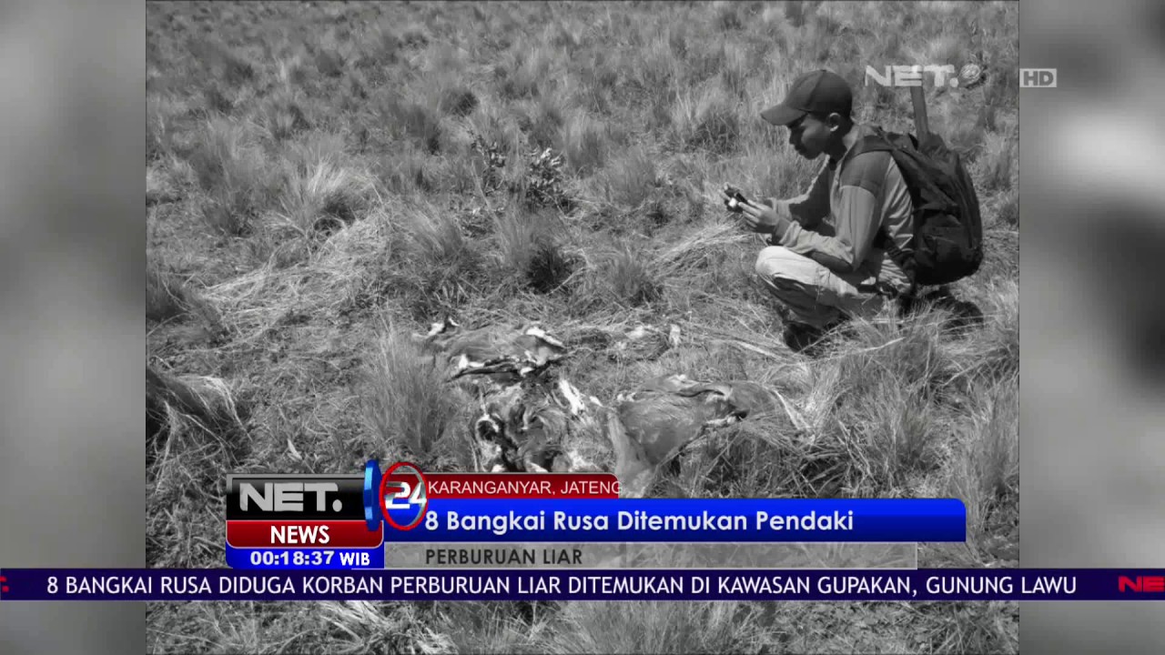 Bangkai Rusa Ditemukan Pendaki Net 24 YouTube