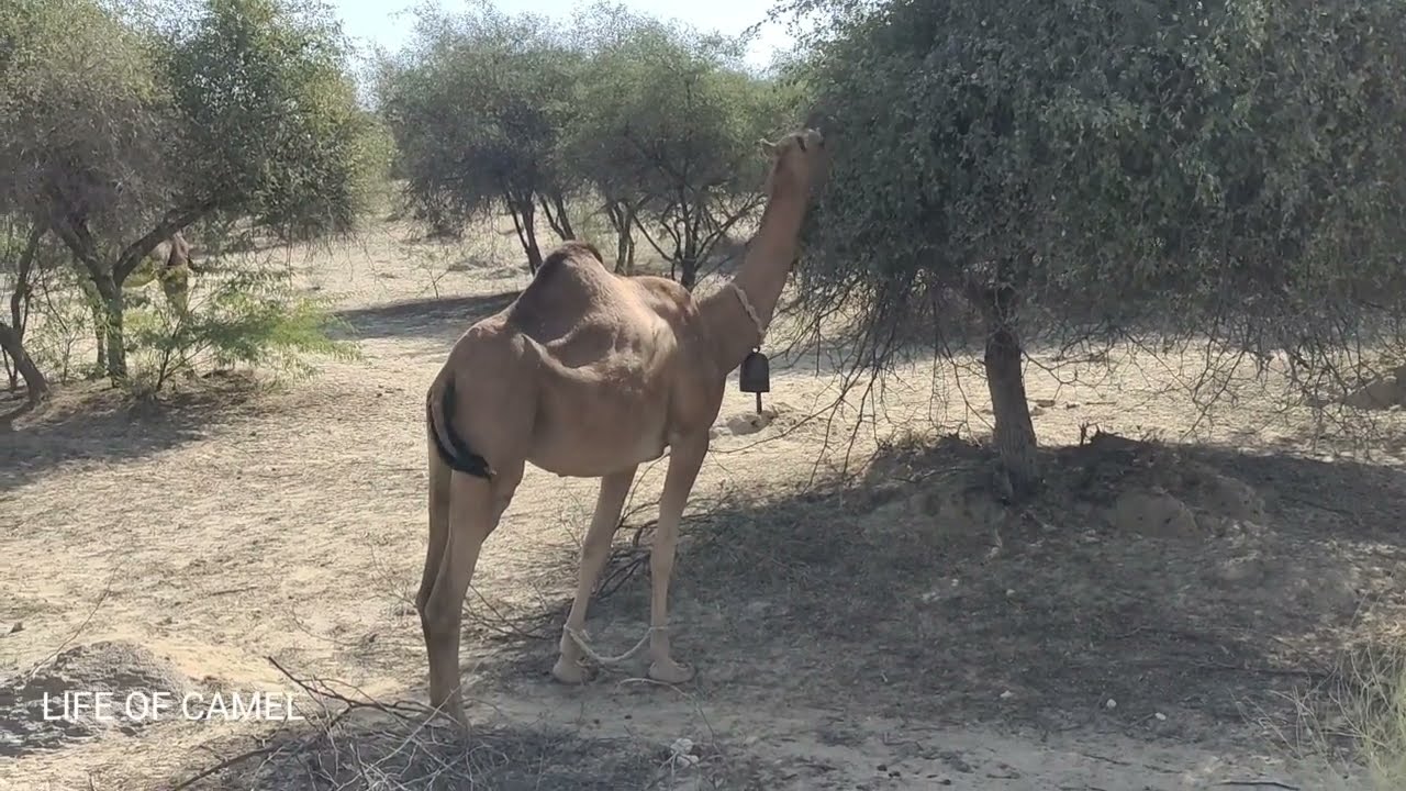 alone camel eats leaves tree of beer