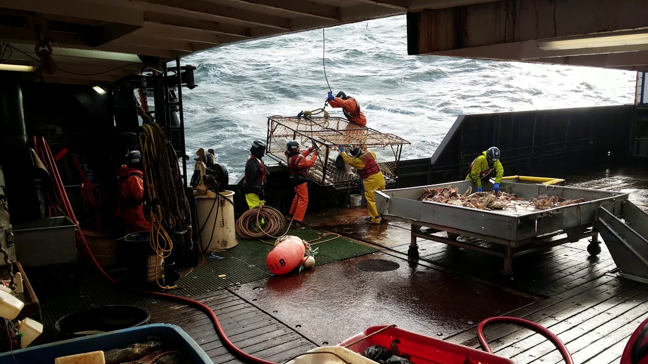 Scandies Rose 2018 King Crab YouTube