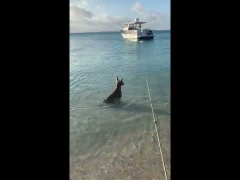 Paws v Jaws: Dog Jumps Into Water as Shark Swims Within Meters of Queensland Shore