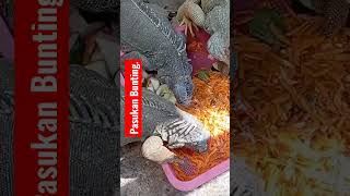 🔥🔥🔥RAKUSS..POLL..!!! #shorts #iggy #iguana #iguanalovers #greeniguana