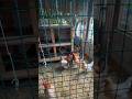 #bersyukur #farming #chicken #ayamumbaran #slowliving