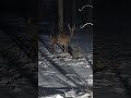 🌽 F A T 🦌 B O Y 🌽