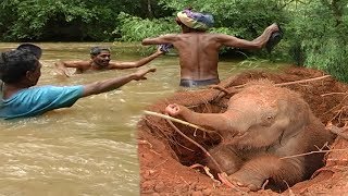 One of the greatest baby elephant rescue operations: Deep in the wild