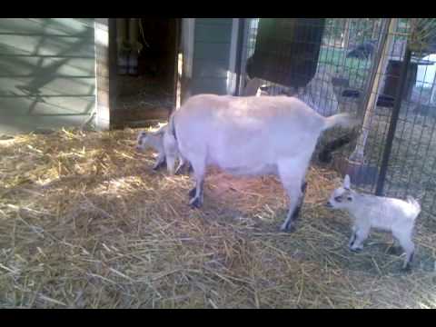jumping a car Pygora goat baby kids playing 28 hours old