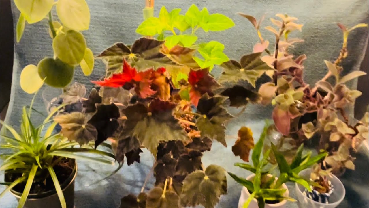 Дневник любителя растений — Избранное за февраль