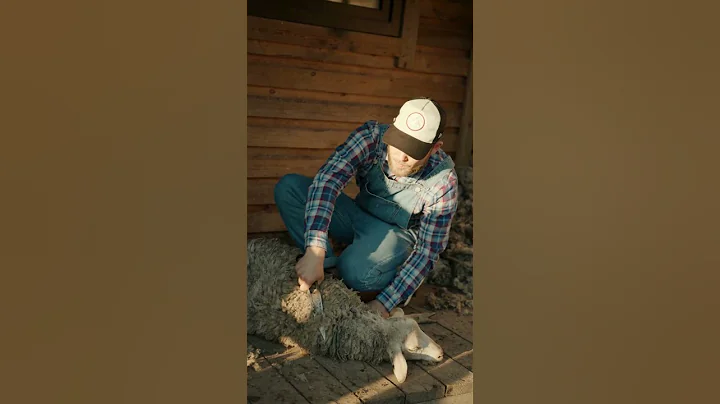 "Ewe-nique Wonders: Sheep's Silent Symphony"#shorts #sheep #naturelovers